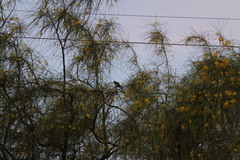 Amazona viridigenalis