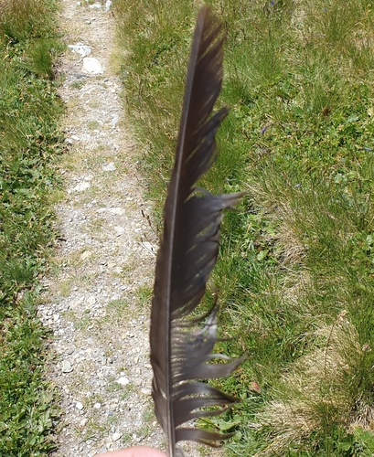 Plume de Chocard à bec jaune