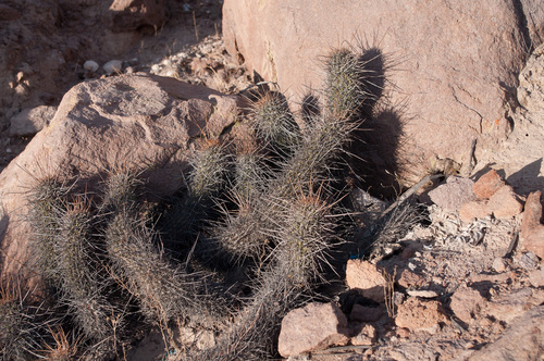 Haageocereus fascicularis, photograph 6