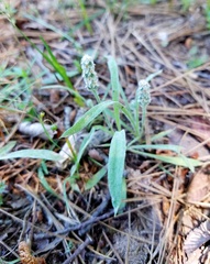 Plantago hookeriana