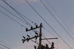 Amazona viridigenalis