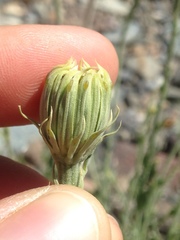 Adenophyllum cooperi