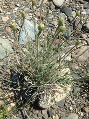 Adenophyllum cooperi