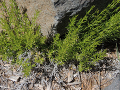 Galium microphyllum