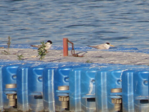 iNaturalist image