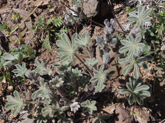 Lupinus brevicaulis
