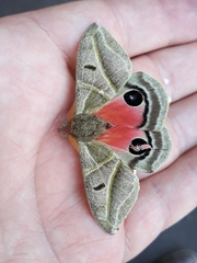 Austrolippa cruenta
