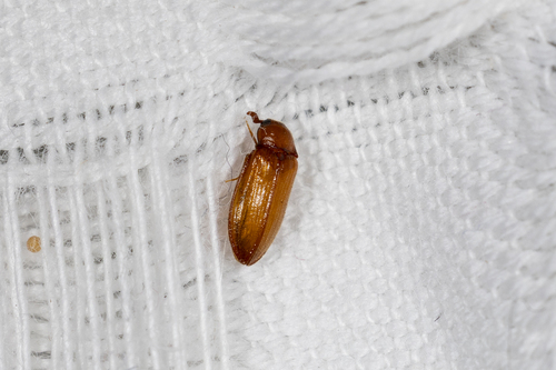 Texas Beetle