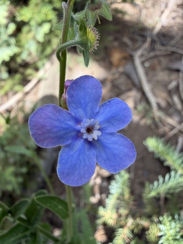 Hackelia velutina observed 2026-07-14
