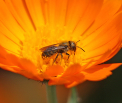 Osmia coloradensis