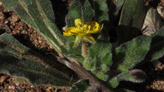 Camissoniopsis hirtella