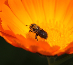Osmia coloradensis
