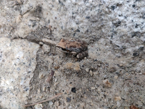 iNaturalist observation photo of Pacific chorus frog