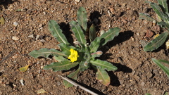 Camissoniopsis hirtella