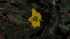 Camissoniopsis hirtella
