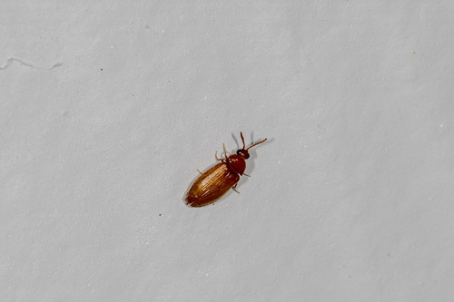 Texas Beetle