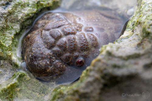 Actaeodes tomentosus observed 2026-07-18