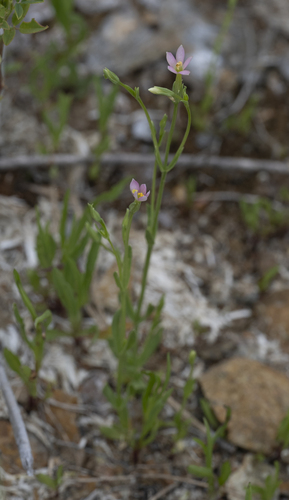 Zeltnera exaltata observed 2026-06-28