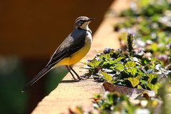 Motacilla flaviventris