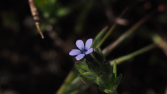 Allophyllum gilioides gilioides