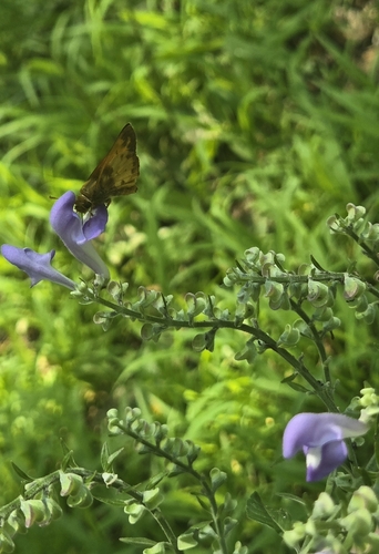 Zabulon Skipper
