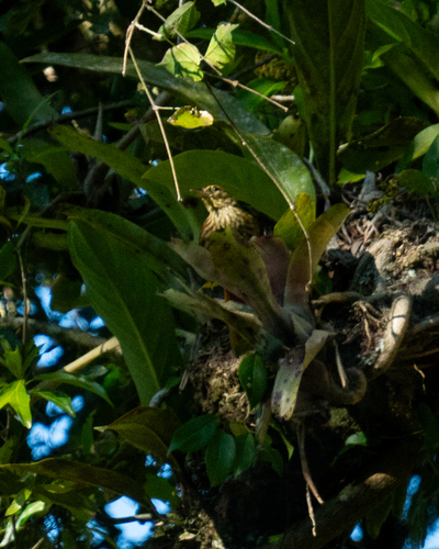Pale-browed Treehunter (Cichlocolaptes leucophrus), photo 10
