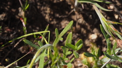 Allophyllum gilioides gilioides