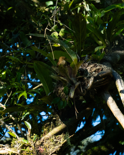 Pale-browed Treehunter (Cichlocolaptes leucophrus), photo 8
