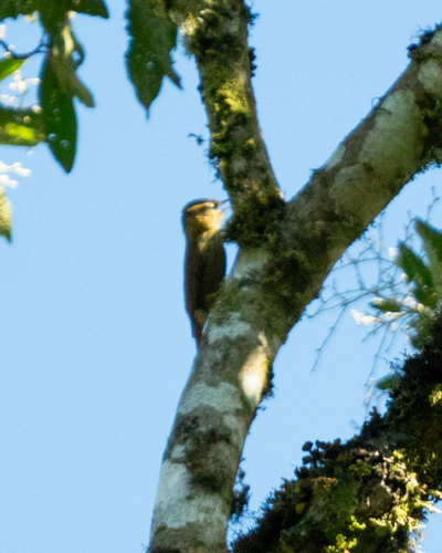 Sharp-billed Treehunter (Heliobletus contaminatus), photo 10