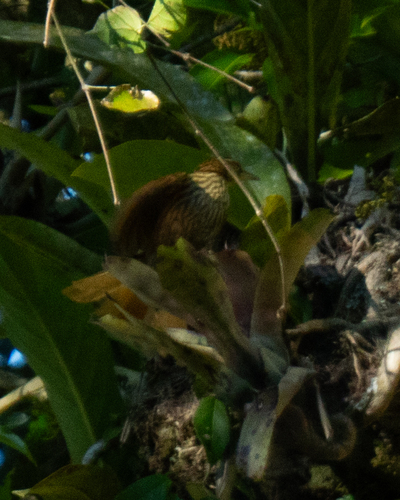 Pale-browed Treehunter (Cichlocolaptes leucophrus), photo 9