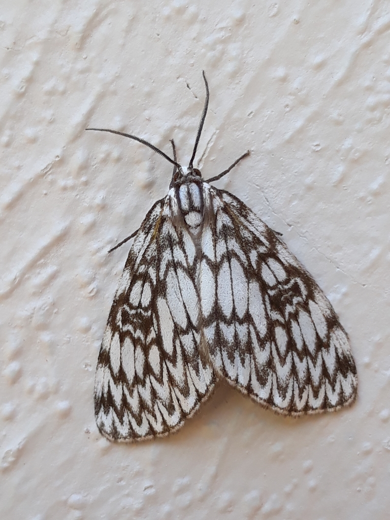 Fulgurodes