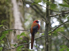 Harpactes whiteheadi