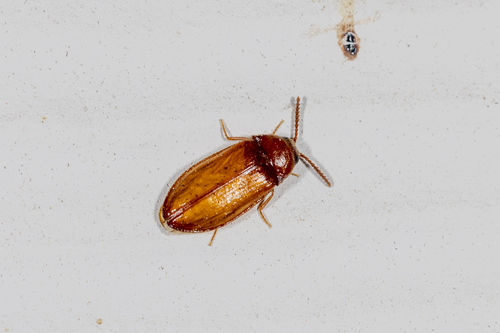 Texas Beetle