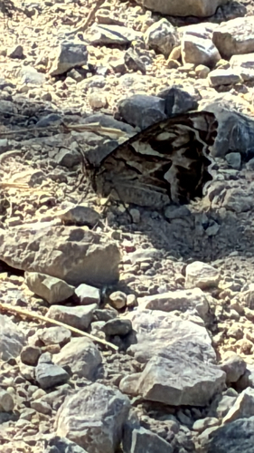 Striped Grayling, Rua do Chão da Mata, Alcabideche, Lisboa, PT, photo 4 of 10