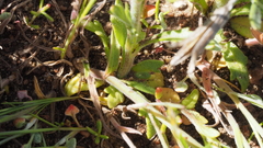 Allophyllum gilioides gilioides