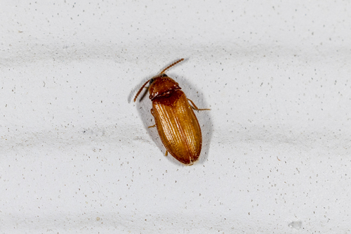 Texas Beetle