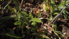 Allophyllum gilioides gilioides