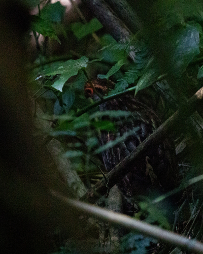 Spot-winged Wood Quail (Odontophorus capueira), photo 8