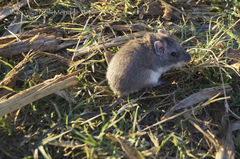 Heteromys irroratus