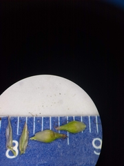 Carex tonsa rugosperma