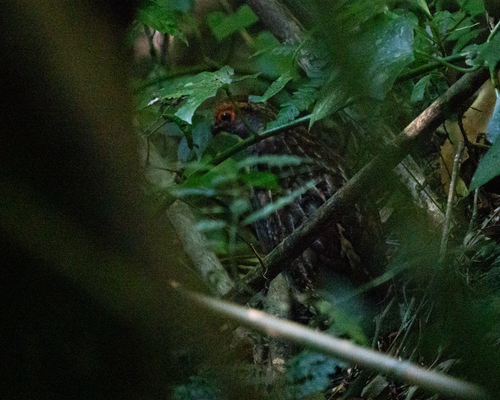 Spot-winged Wood Quail (Odontophorus capueira), photo 3