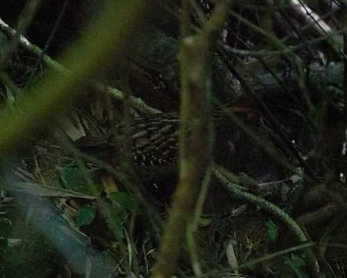 Spot-winged Wood Quail (Odontophorus capueira), photo 7