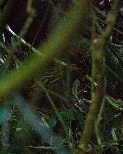 Spot-winged Wood Quail (Odontophorus capueira), photo 4
