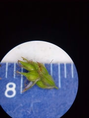 Carex tonsa rugosperma