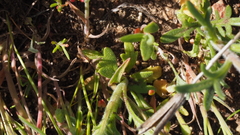 Allophyllum gilioides gilioides