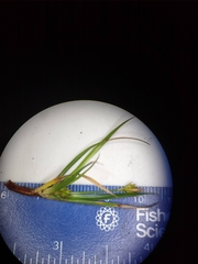 Carex tonsa rugosperma