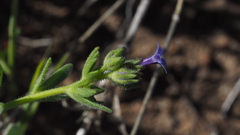 Allophyllum gilioides gilioides
