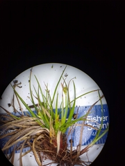 Carex tonsa rugosperma