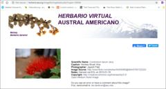 Combretum