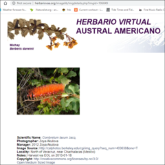 Combretum